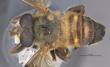 Media type: image;   Entomology 22235 Aspect: habitus dorsal view
